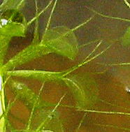 ���W�i���̕ߒ��t