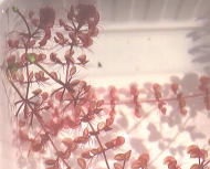 �Ԃ����W�i��