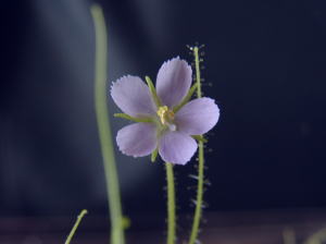 B.liniflora�̉�