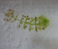 ���W�i��