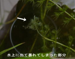 �ނꂽ����