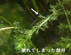 �ނꂽ����