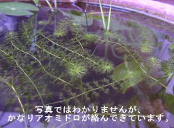 ���W�i��