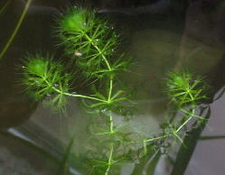 ���򂷂郀�W�i��