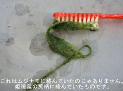 ����ȂɎ��܂�